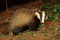 Badger portrait (Meles meles). Devon, England, UK, Europe