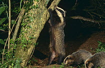 Badger {Meles meles} scratching trunk to clean claws, Devon, UK
