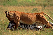 Lioness dragging zebra kill (Panthera leo) Masai Mara Africa