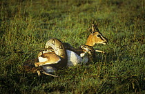 Rock python {Python sebae} constricting a Thomson's gazelle {Gazella thomsoni} Masai Mara, Kenya. Gazelle eventually escaped.