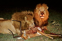 Lion males on kill of impala at night, Masai Mara, Kenya Africa.