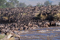Wildebeest migrating across the Mara River, Kenya