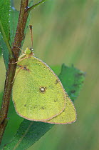 Sulphur butterfly (Colias philodice) on twig,  Wisconsin, USA