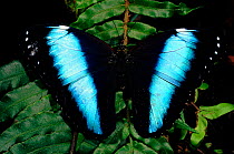 Morpho butterfly (Morpho achilles) showing upperside of wings. Amazonian rainforest, Ecuador, South America