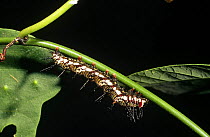 Caterpillar of Flambeau butterfly (Dryas iulia) Amazon, Ecuador
