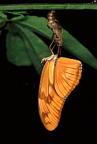 Flambeau butterfly newly emerged from chrysalis, Amazon, Ecuador