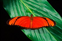 Flambeau butterfly (Dryas iulia). Amazon, Ecuador, South America