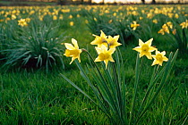 Naturalised wild daffodils (Narcissus pseudonarcissus) Gwent, Wales, UK