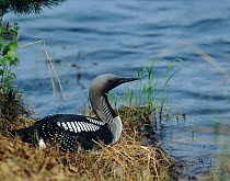 Black throated diver / loon (Gavia arctica) on nest, Sweden