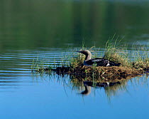 Black throated diver / loon on nest  (Gavia arctica) Sweden.