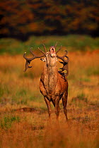 Red deer stag (Cervus elaphus) calling during rut, England, UK, Europe