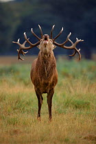 Red deer stag (Cervus elaphus) calling during rut.  England, UK, Europe