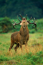 Red deer stag calling during rut, UK