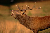 Red deer stag calling during rut (mating season)  UK