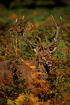 Red deer stag (Cervus elaphus) during rut with braken in antlers, England, UK, Europe