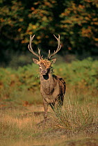 Red deer stag (Cervus elaphus) during rut. England, UK, Europe