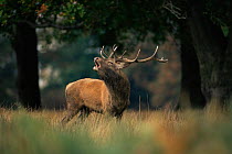 Red deer stag roaring during rut (Cervus elaphus)  UK