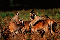 Red deer (Cervus elaphus) females & jackdaws, England Hinds