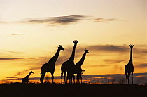 Group of Giraffes silhouetted at sunset (Giraffa camelopardalis) Kenya  Masai Mara