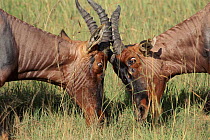 Topi males sparring, Masai Mara, Kenya