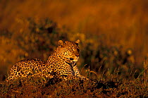 Leopard in golden sunset Kenya. (Panthera pardus) Masai Mara Resting on grassy mound.