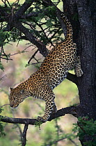 * Leopard {Panthera pardus} climbing down tree, Masai Mara GR, Kenya