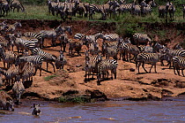 Common Zebra preparing to cross Mara River (Equus quagga) Masai Mara GR, Kenya, East Africa