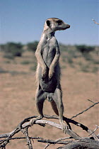 Suricate (also known as meerkat) male on guard duty, Kalahari Gemsbok National Park, South Africa