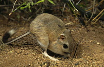 Bannertail kangaroo rat {Dipodomys spectabilis}foraging with full cheek pouches, captive, Arizona, USA.