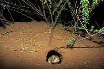 Bannertailed Kangaroo Rat (Dipodomys spectabilis) in nest hole at night, note full cheek pouches, captive, USA