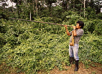 Achuar Indian using blowpipe and poison arrows. Amazonia, Ecuador