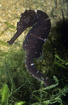 Thorny seahorse {Hippocampus histrix} captive