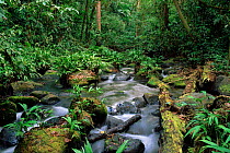 Stream in tropical rainforest. Costa Rica, Central America