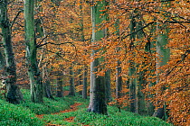 European Beech woodland  with footpath (Fagus sylvatica) autumn, Edzell,  Fife, Scotland