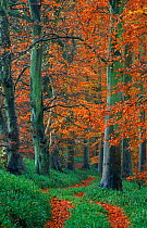 Beech woodland in autumn, Edzell, Angus, Scotland