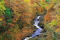 Gannochy Gorge in autumn, Edzell, Fife, Scotland.