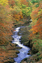 Gannochy Gorge in autumn, Edzell, Fife, Scotland