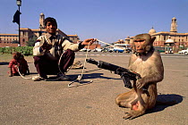 Rhesus macaque (Macaca mulatta) posing with toy gun. New Delhi, India