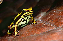 Poison Arrow frog (Epipedobates tricolor) Western Ecuador, South America, captive