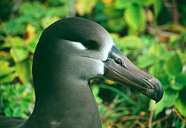 Black footed albatross. Portrait (Phoebastria nigripes) Japan Tori Shima