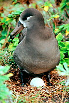 Black footed albatross on nest with egg (Phoebastria nigripes) Japan