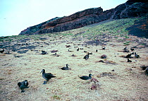 Black footed albatross nesting colony (Phoebastria nigripes) Japan