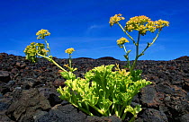 Astydamia latifolia colonising volcanic rock.Tenerife, Canary Islands.