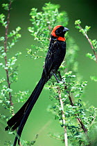 Red Collared Widow Bird (Euplected ardens) Masai Mara, Kenya