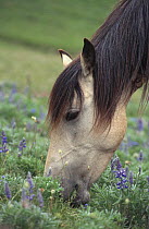 Portrait of Buckskin (Equus caballus) grazing, USA