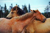 Young Buckskin stallions (Equus caballus) grooming. USA