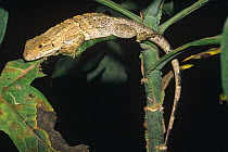 Spiny iguana juvenile (Ctenosaura similis) Santa Rosa NP, Costa Rica