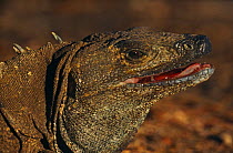 Male Spiny iguana (Ctenosaura similis) Santa Rosa NP, Costa Rica