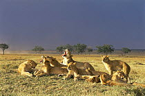 Pride of female Lions (Panthera leo) resting in grassland with approaching storm, Masai Mara GR, Kenya