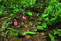 Pink lady's slipper orchid (Cypridium acaule) Michigan, USA